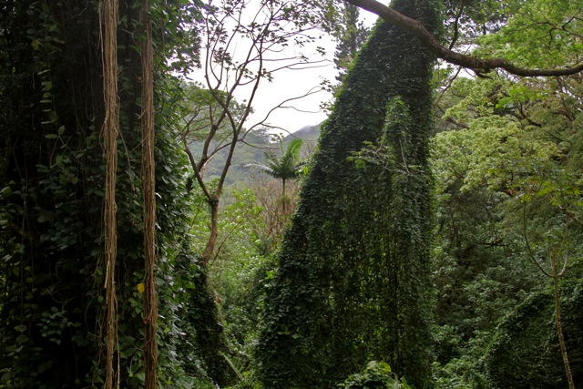 Manoa Falls Forest