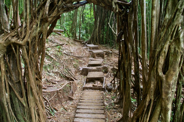 Manoa Trail Steps