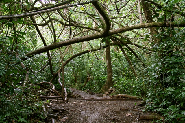 Viney Manoa Trail
