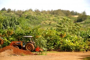 Hawaiian Farm