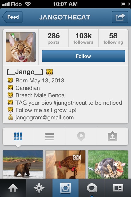 Instagram Cat