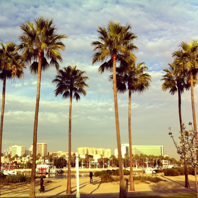 Long Beach Palms
