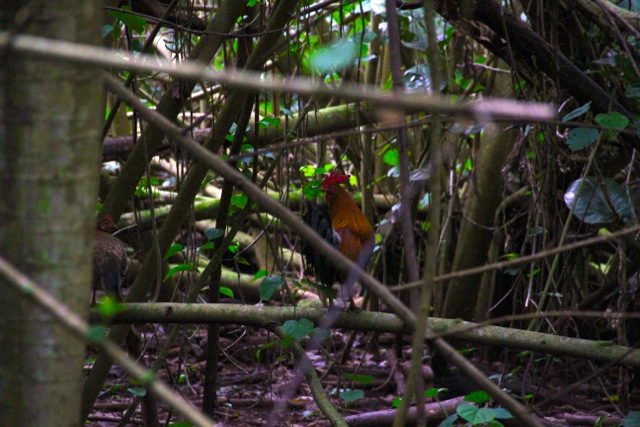 Rainforest Rooster