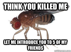 Fruit Fly War