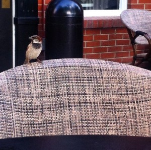 Starbucks Sparrow2