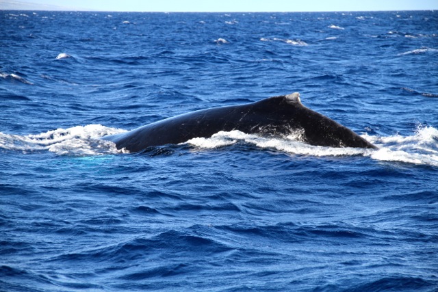Humback Whale2
