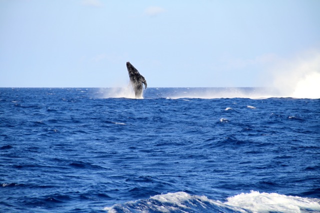 Humback Whale4