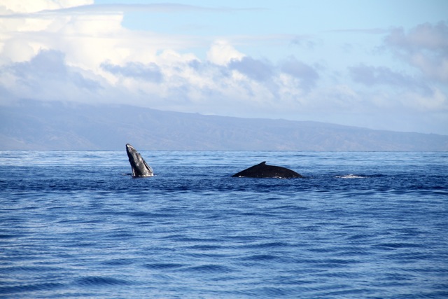 Humback Whale5