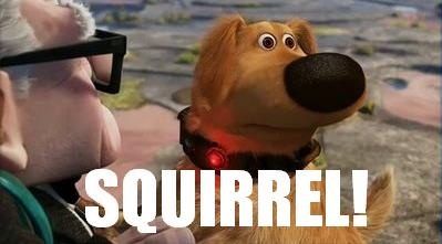 Squirrel Dug