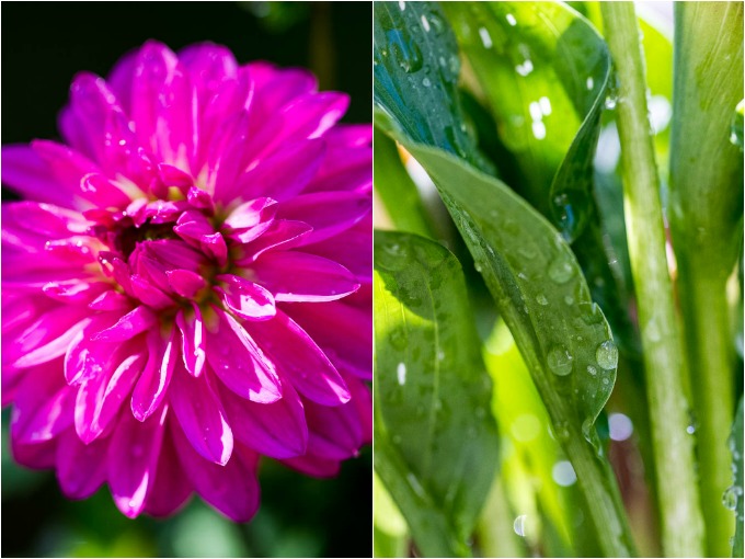 Summer Flowers