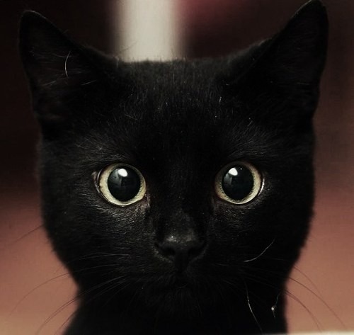 Black Cat