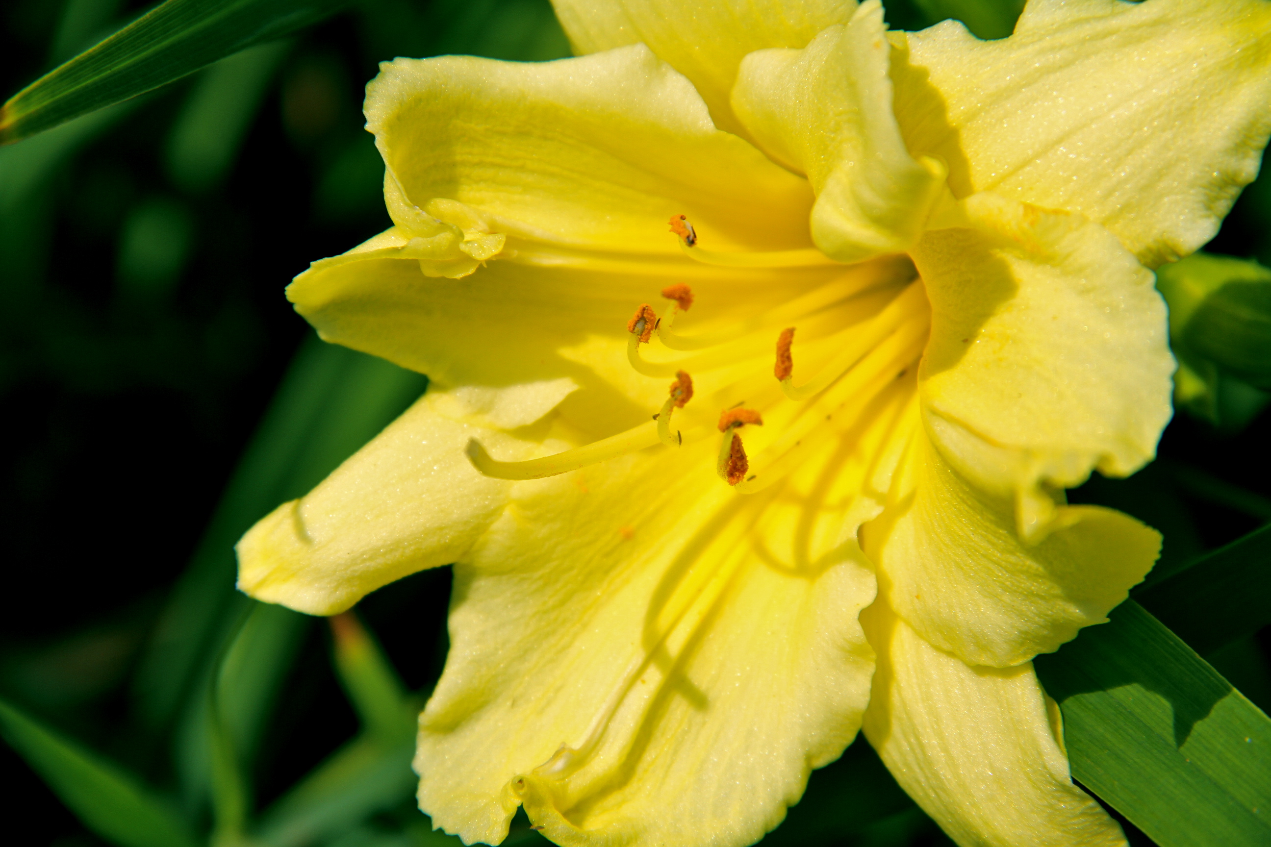 Summer Flowers