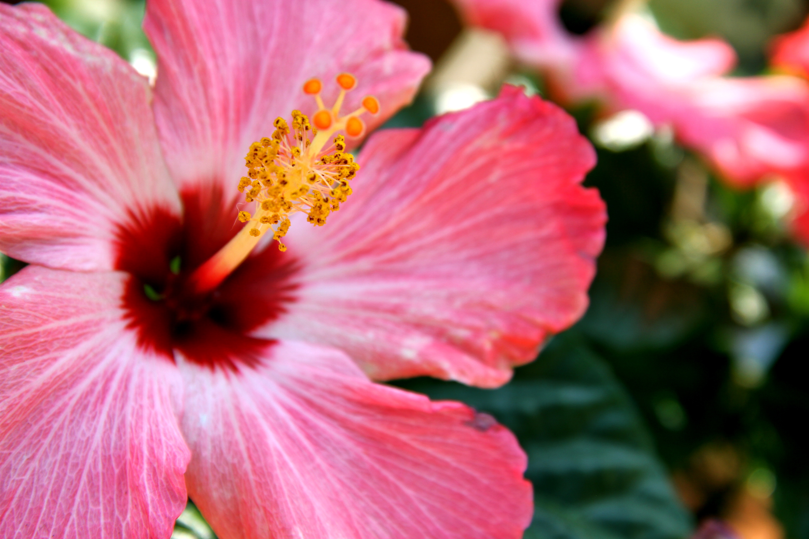 Summer Flowers