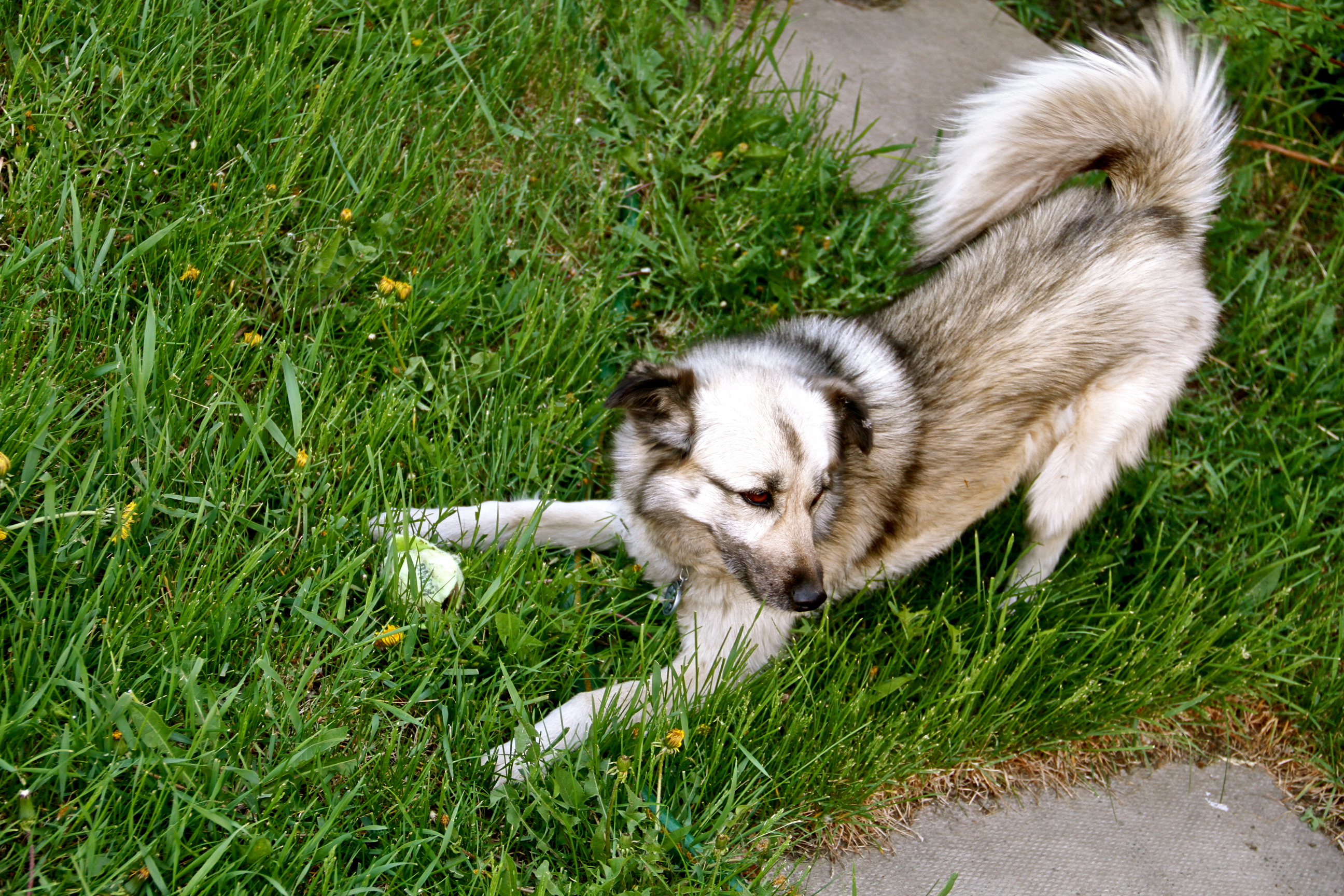 Playing Fetch