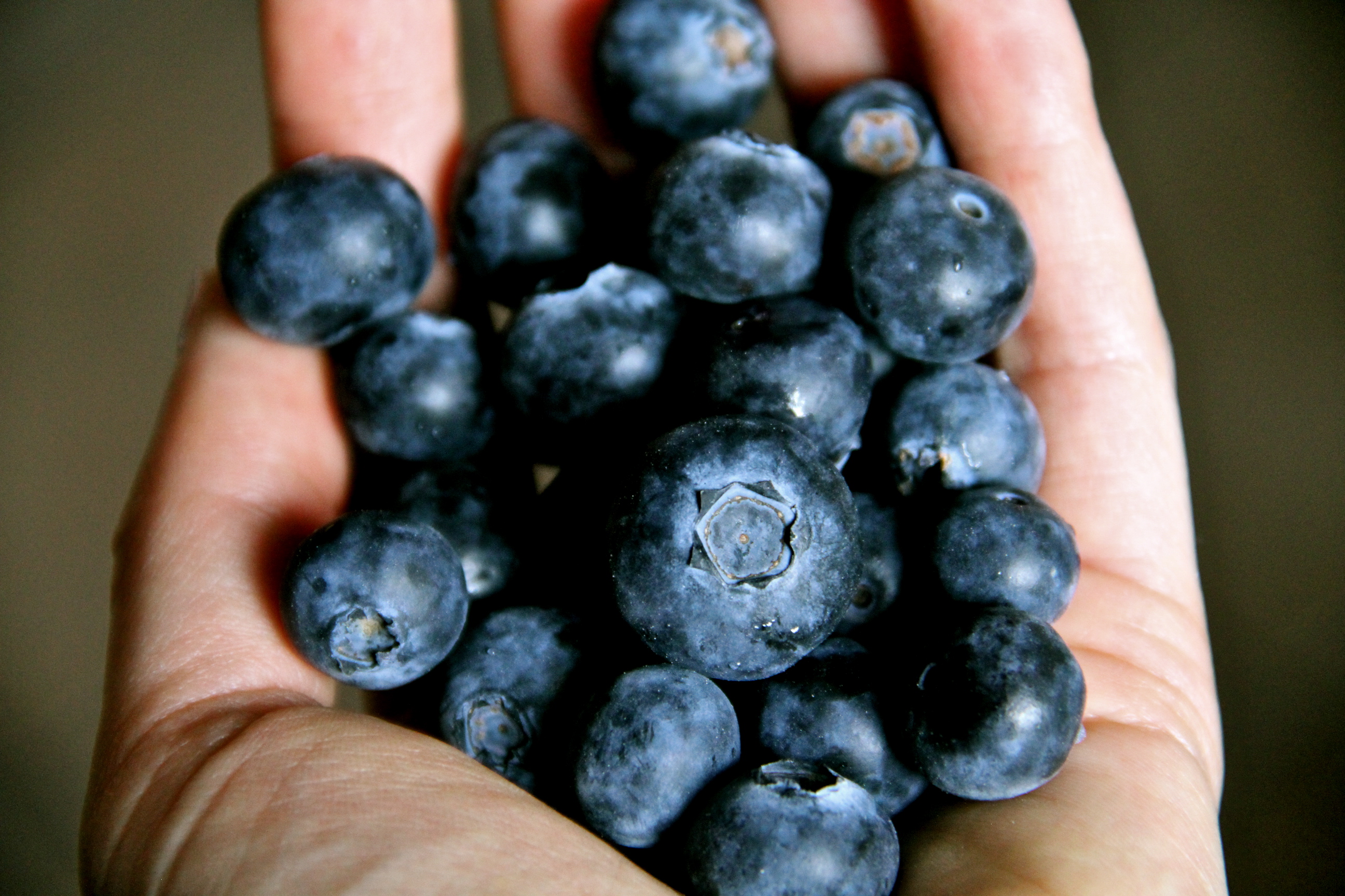 Fruit Nibbles