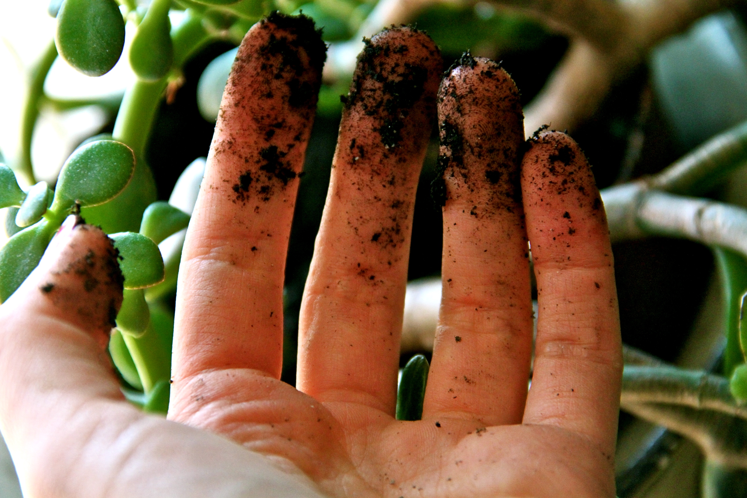 Plant Killer
