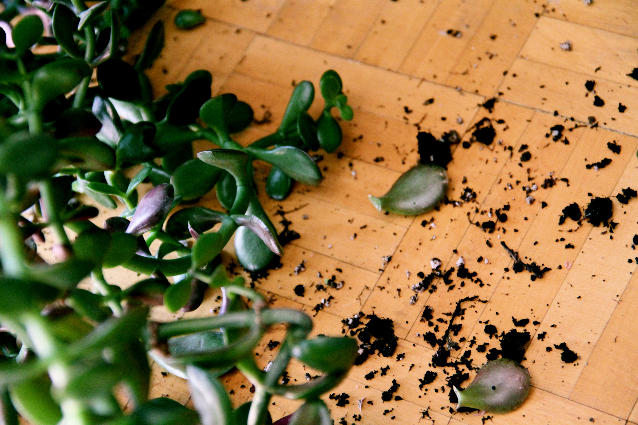 Plant Killer