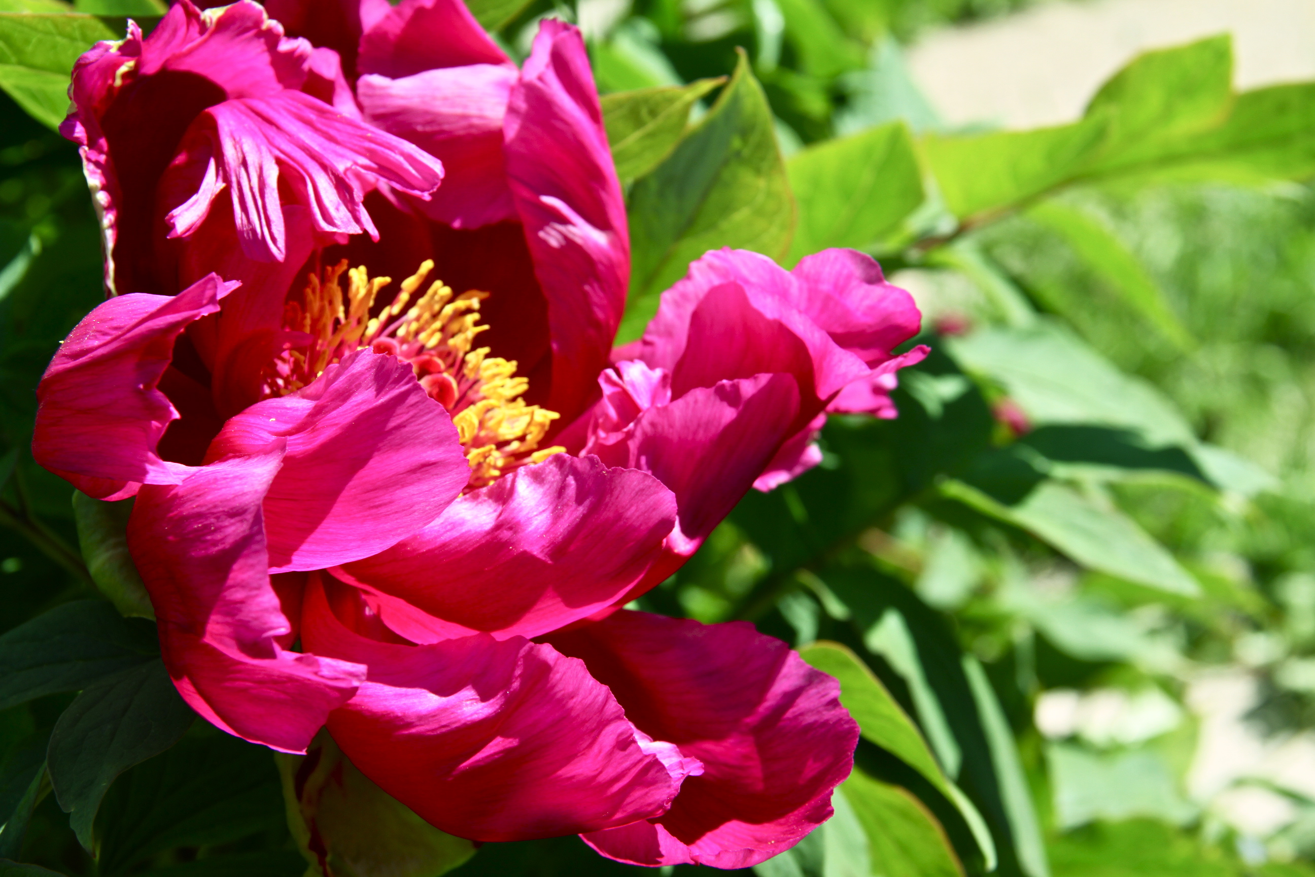 Summer Beauty