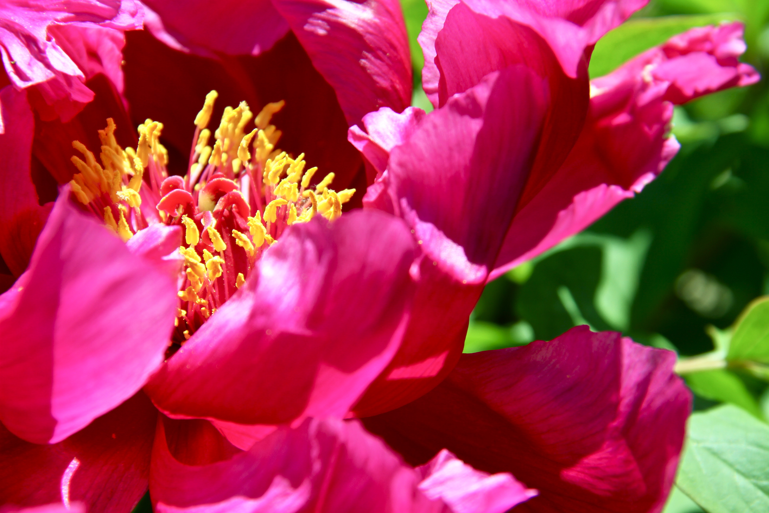 Summer Beauty