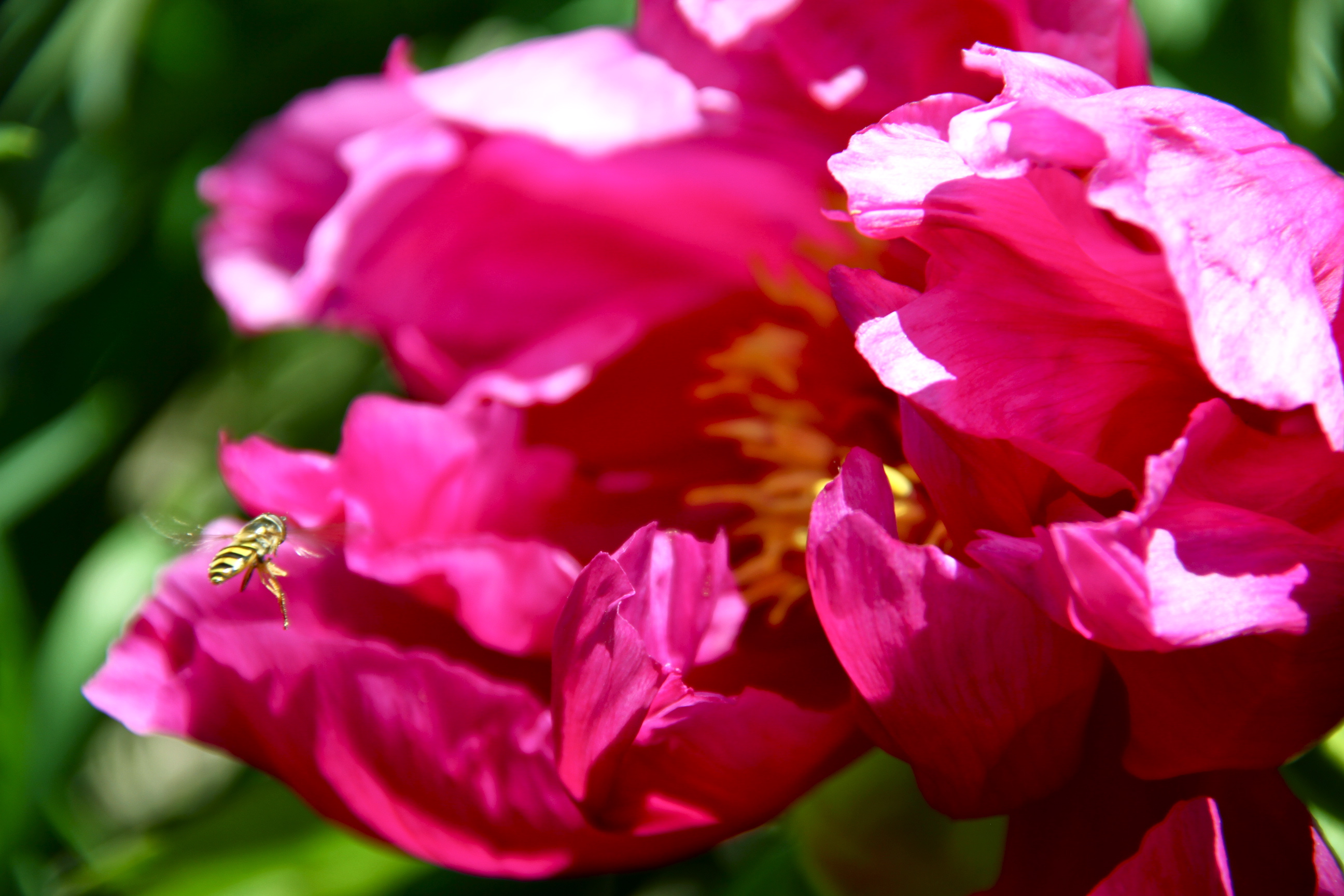 Summer Beauty