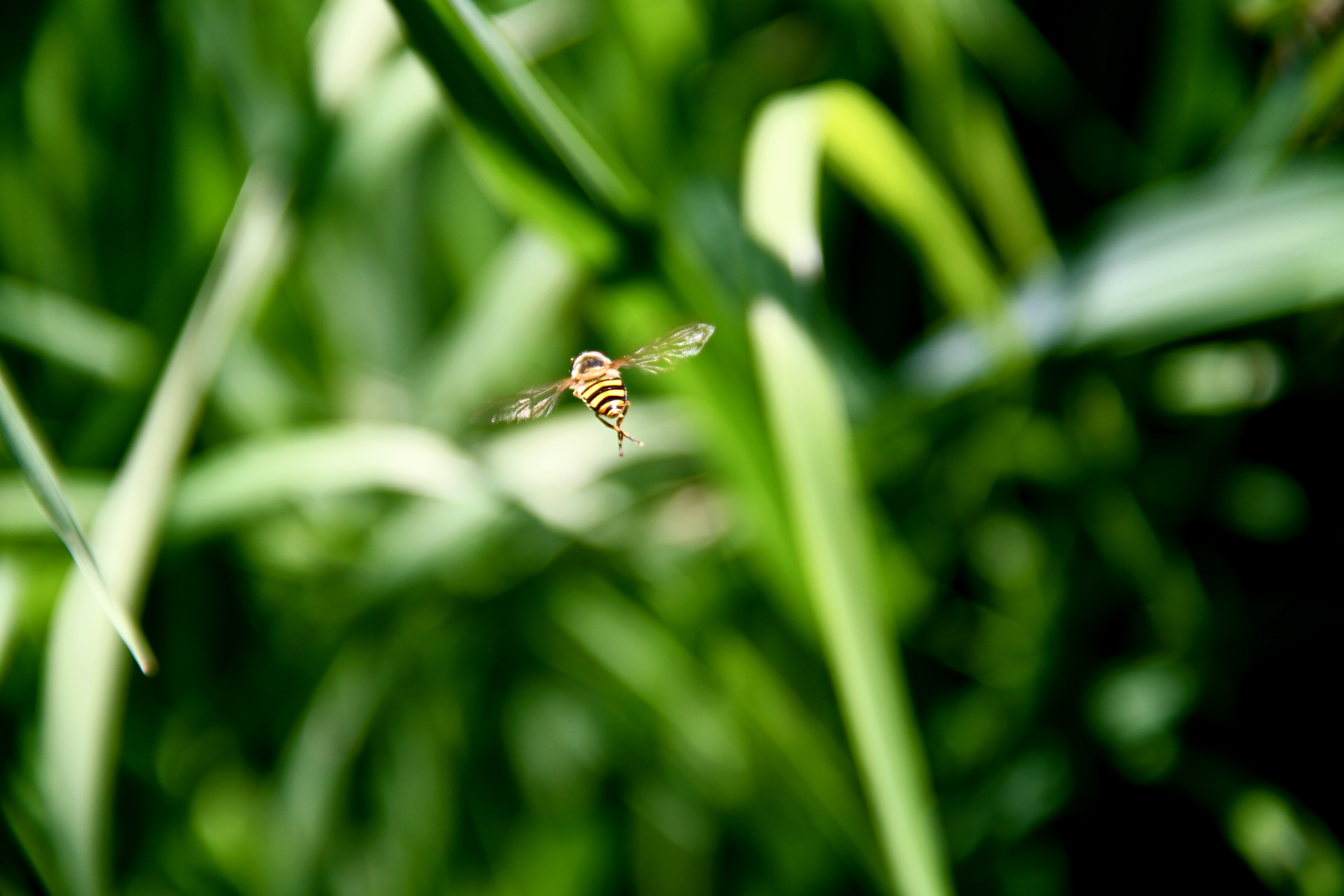 Busy Bee