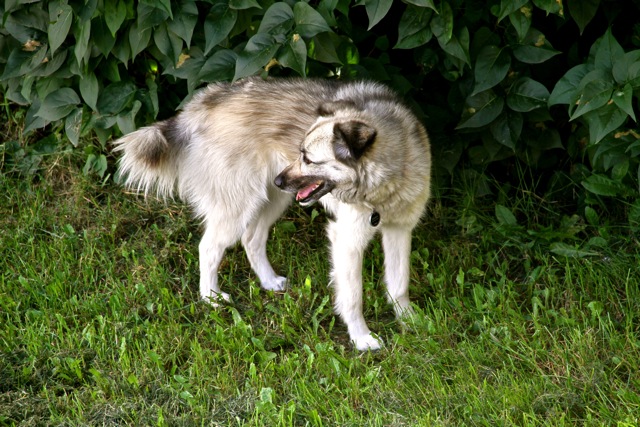 Kaiah's Camouflage Attempt