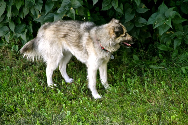 Kaiah's Camouflage Attempt