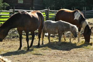 Horses