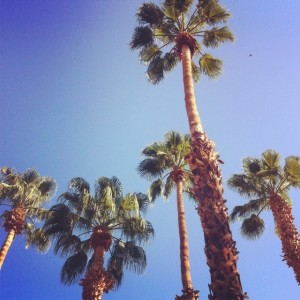 Palm Trees