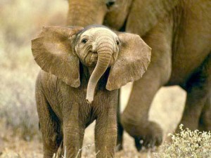 Baby Elephant