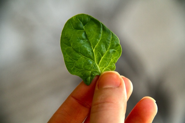 Baby Spinach