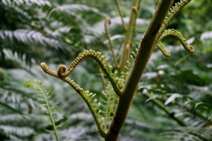 Alien Buds