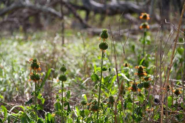 Diamond Head Flora