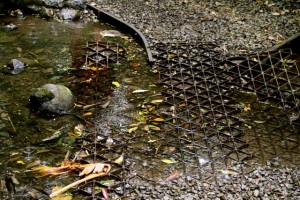 Flooded Manoa Trail