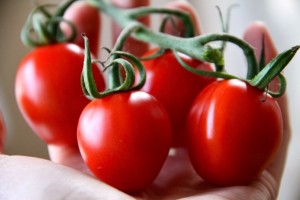 Fragrant Tomato Stems