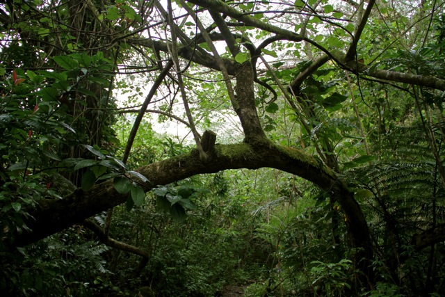Manoa Falls Jungle