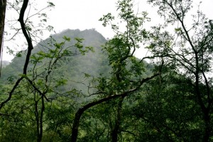 Manoa Falls Rainforest