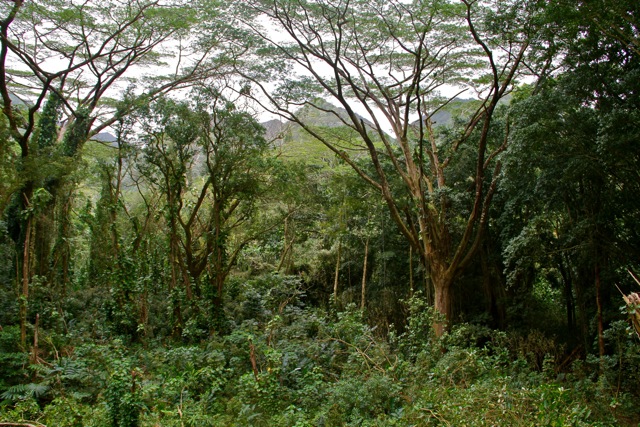 Manoa Trail Entrance