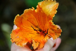 Orange Flower