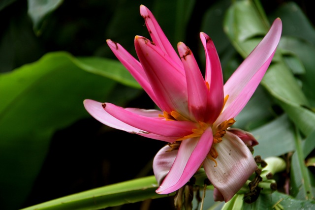 Pink Flower