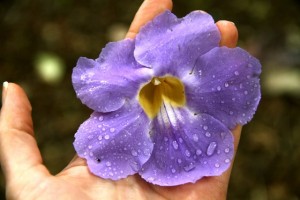 Purple Flower