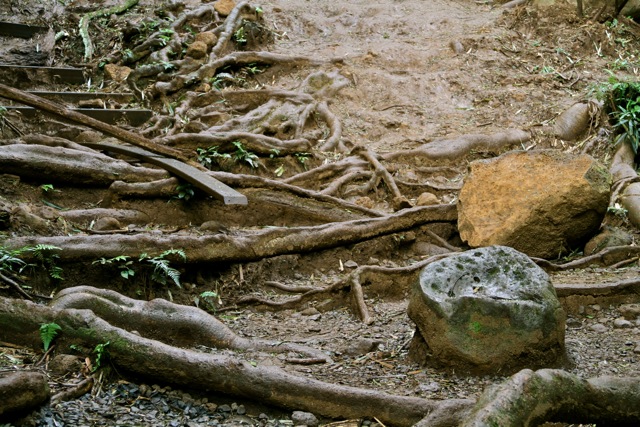 Tricky Manoa Trail