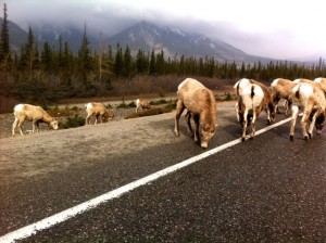 Goats on the Road