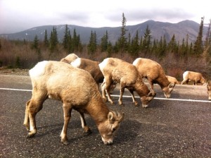 Sheep on the Road