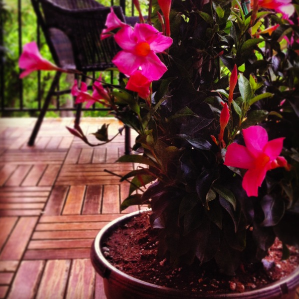 Balcony Flowers