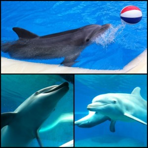 Dolphins