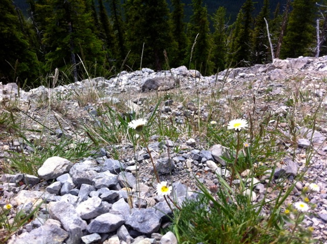 Mountain Flowers