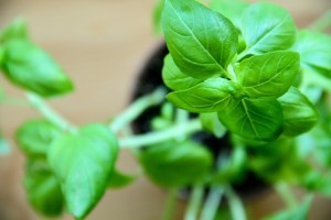 Basil Plant