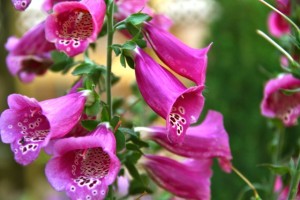 Bell Flowers