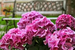 Bench and Flowers